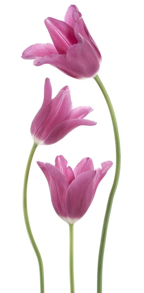 Tulpe — Stockfoto