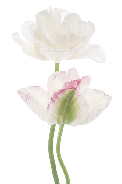 Tulip — Stock Photo, Image