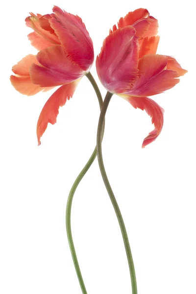 Tulpe — Stockfoto