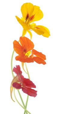 Nasturtium