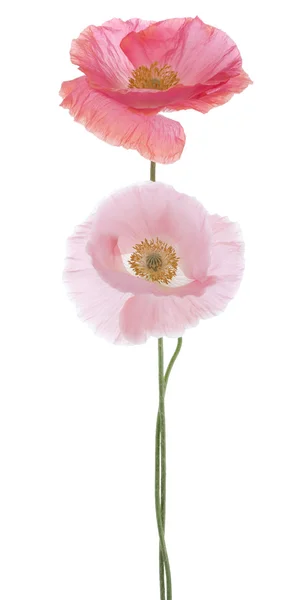 Papaver — Stockfoto