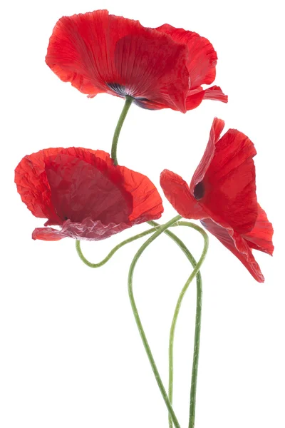 Poppy — Stock Photo, Image