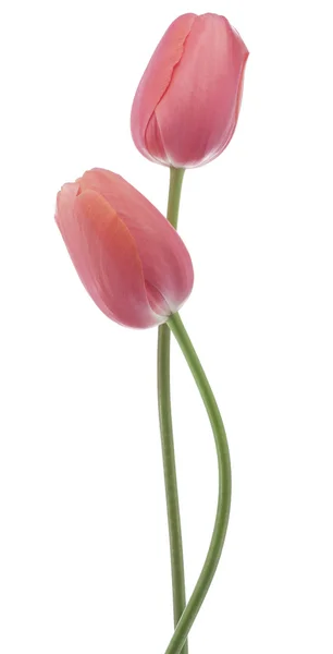 Tulip — Stock Photo, Image