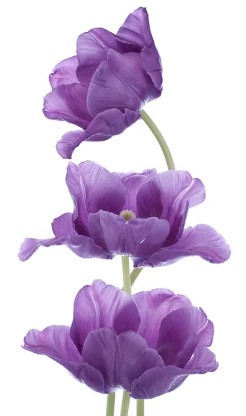 Tulipa Fotografias De Stock Royalty-Free