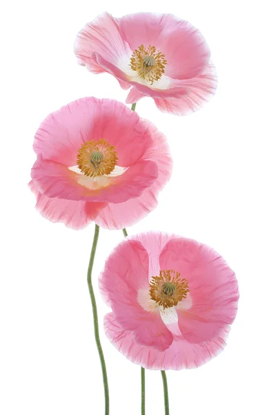 Poppy — Stock Photo, Image