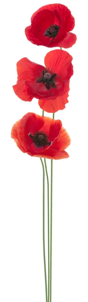 Poppy Stock Photo