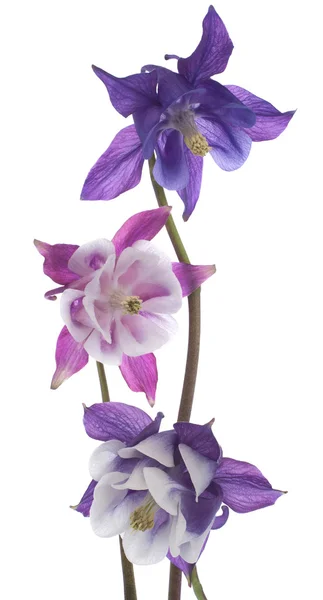 Columbine — Stockfoto