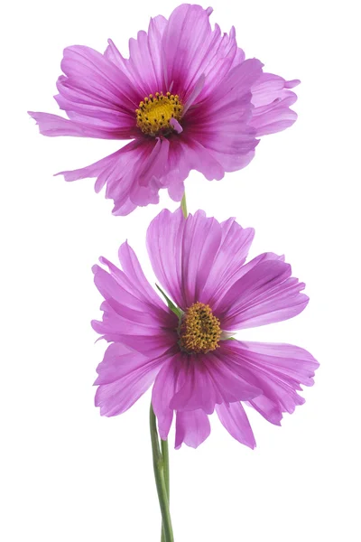 Cosmos flower — Stock Photo, Image