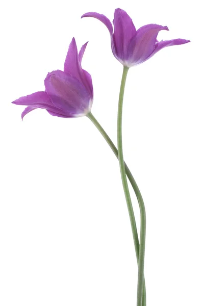 Tulipano — Foto Stock