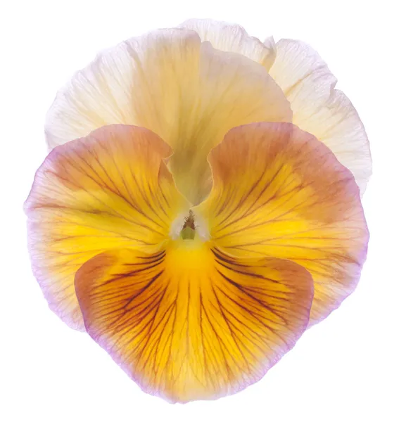 Pansy... — Fotografia de Stock