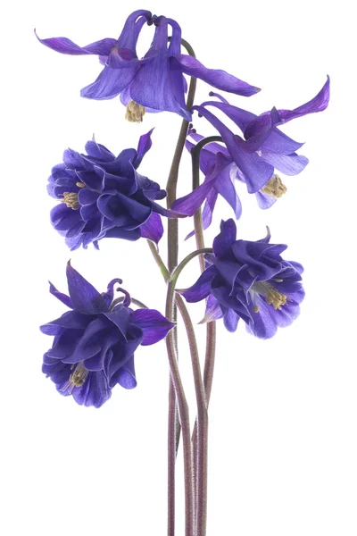 Columbine. — Fotografia de Stock