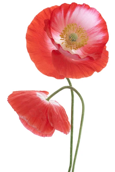 Poppy — Stock Photo, Image