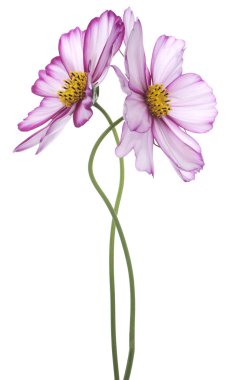 Cosmos çiçek