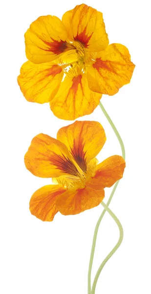 Nasturtium — Stock Photo, Image