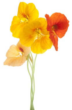 Nasturtium