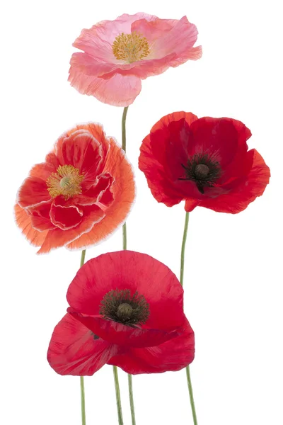 Papaver — Stockfoto