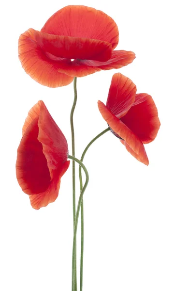 Papaver — Stockfoto