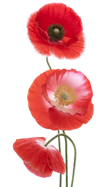 Poppy Royalty Free Stock Images