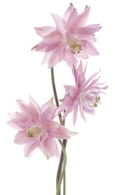Columbine