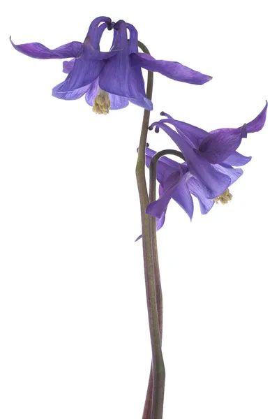 Columbine — Stock Photo, Image