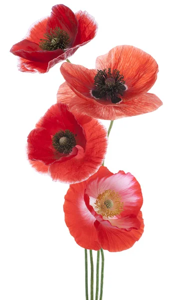 Poppy — Stock Photo, Image