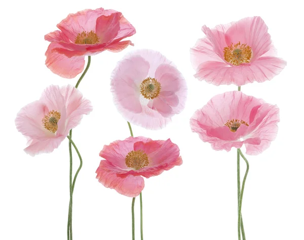 Papaver — Stockfoto