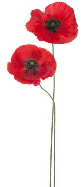 Poppy — Stock Photo, Image