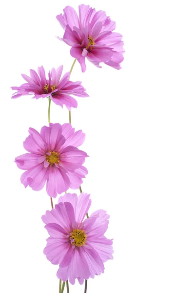 Cosmos flower — Stock Photo, Image