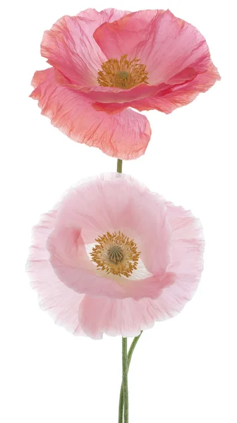 Poppy — Stock Photo, Image