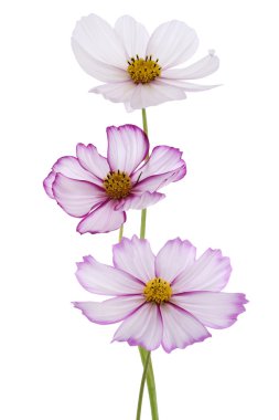Cosmos çiçek