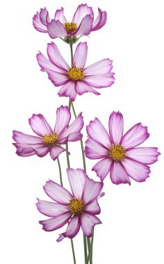 Cosmos çiçek