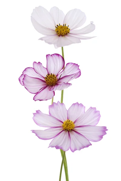 Flor del cosmos — Foto de Stock