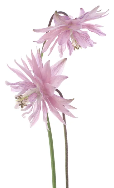 Columbine — Stock Photo, Image