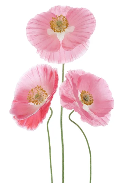 Papaver — Stockfoto