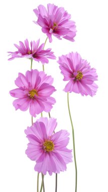 Cosmos çiçek