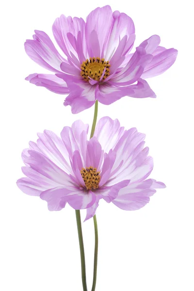 Flor cosmos — Fotografia de Stock