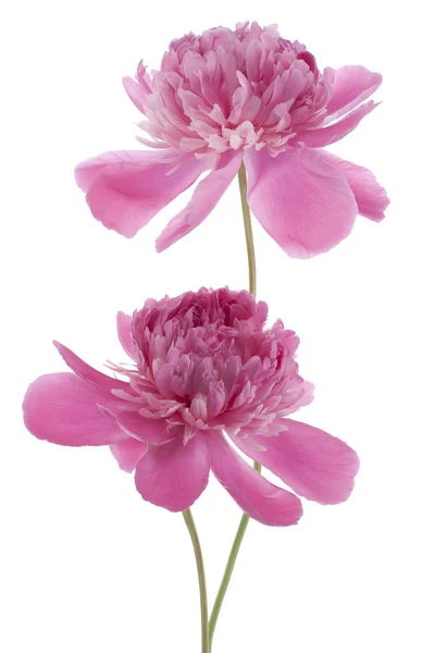 Peony — Stock Photo, Image