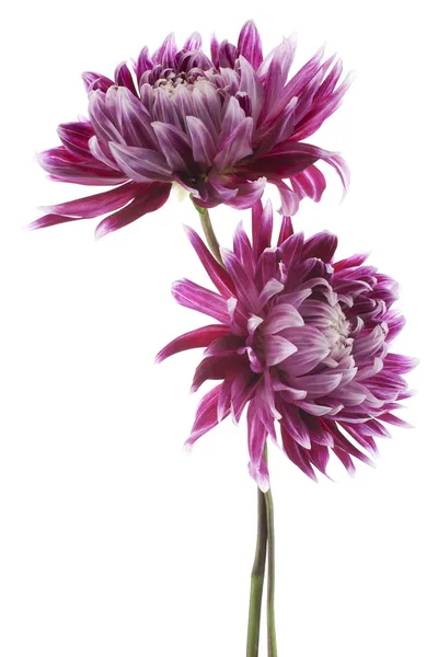 Dahlia — Stockfoto