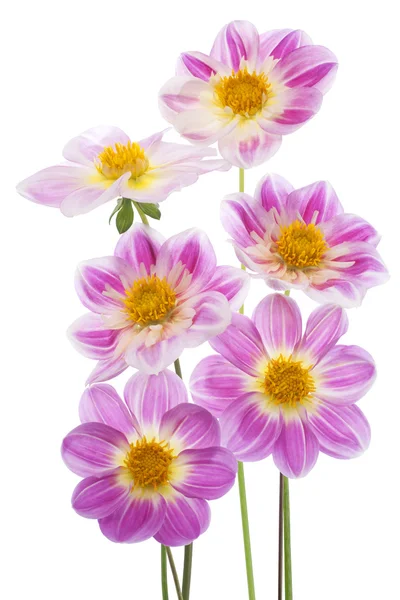 Dahlia. — Foto Stock