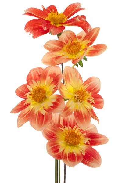 Dahlia. — Foto Stock