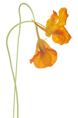 Nasturtium