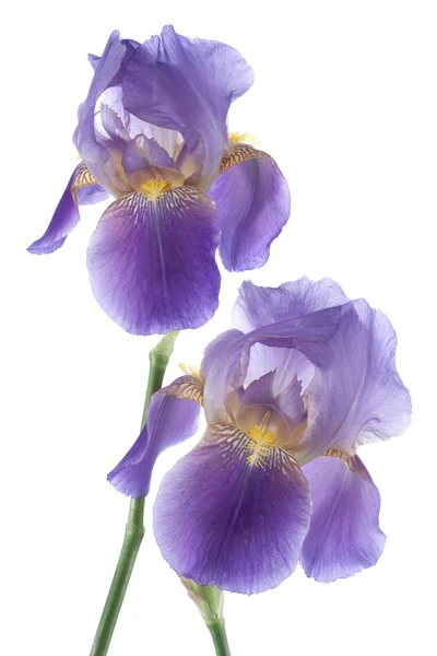 Iris. —  Fotos de Stock