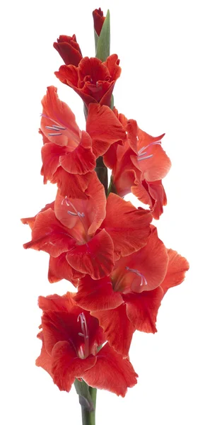 Gladiolus — Stockfoto