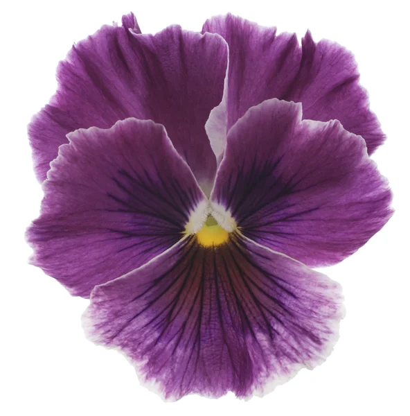 Pansy. —  Fotos de Stock