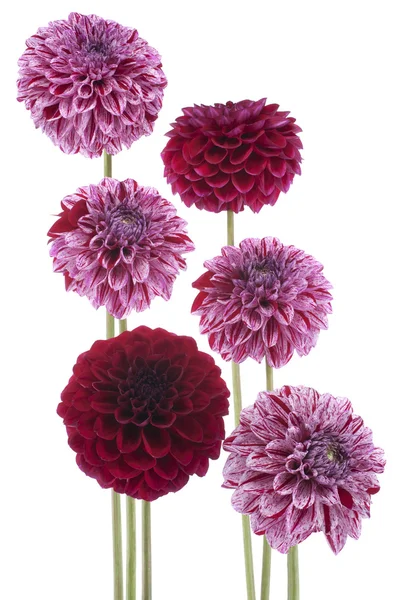 Dahlia. — Foto de Stock