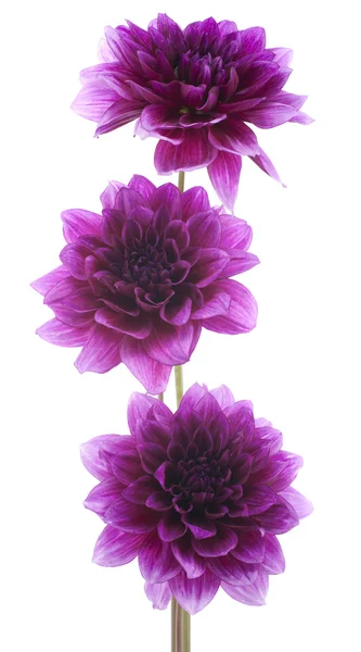 Dahlia — Stockfoto