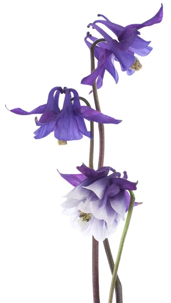 Columbine — Stock fotografie