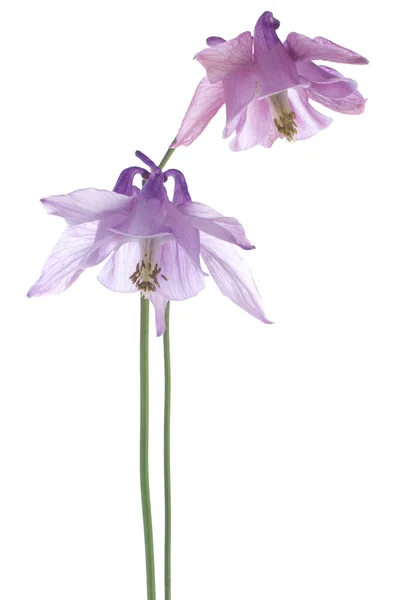 Columbine — Stock Photo, Image