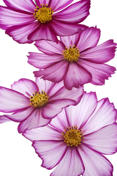 Cosmos flower — Stock Photo, Image