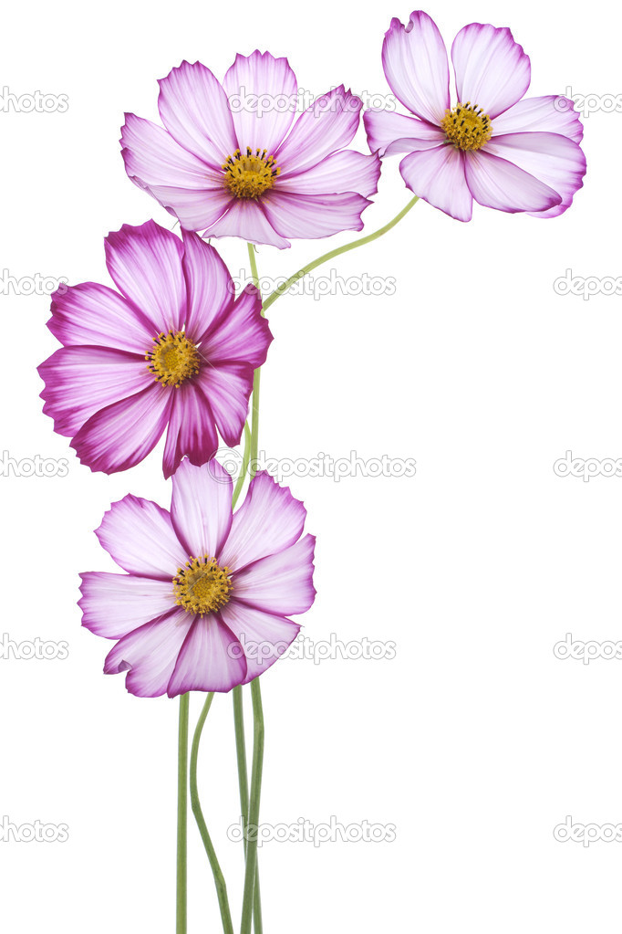 cosmos flower